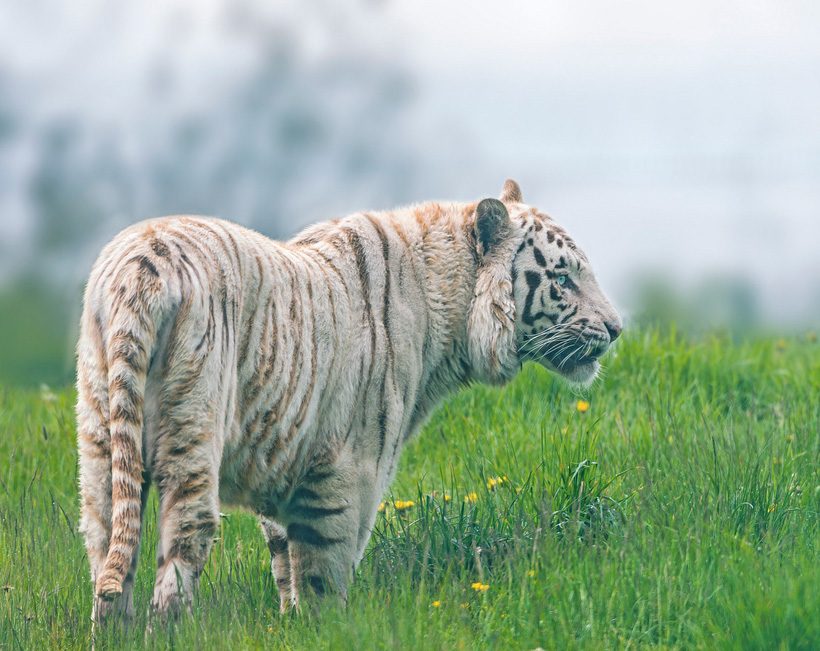 The White Tiger